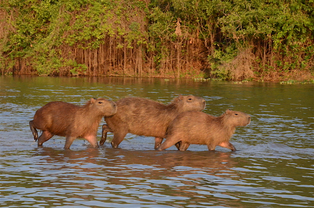capybara-family