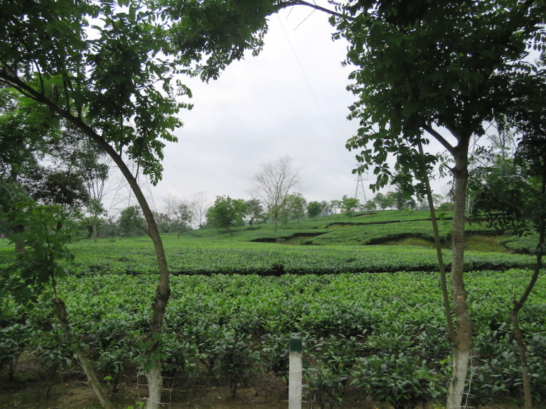 The tea gardens adjoining Jeypore town.