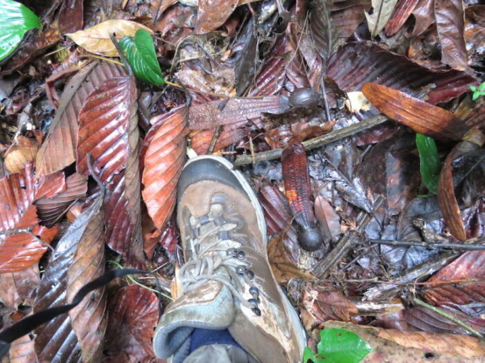 Leaves of the Hollong tree on the forest floor, next to my muddy shoes.