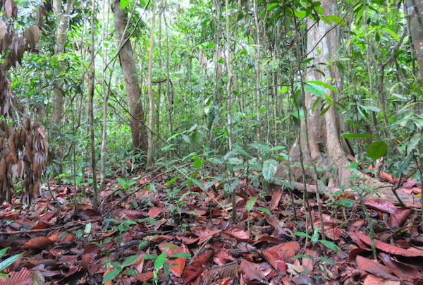 Dense vegetation seen at Jeypore Reserve Forest