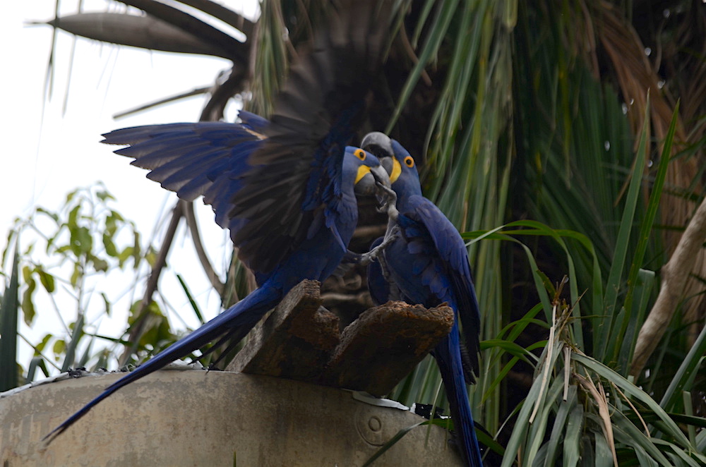 dancing-hyacinth-macaws