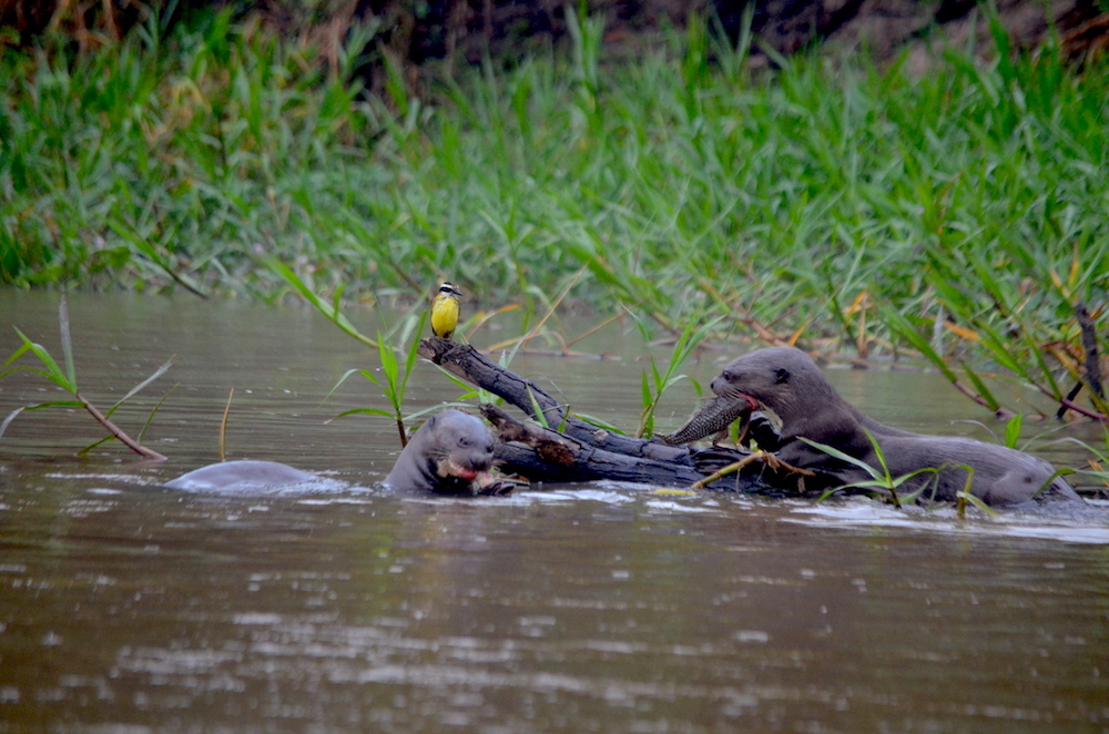 giant-river-otters
