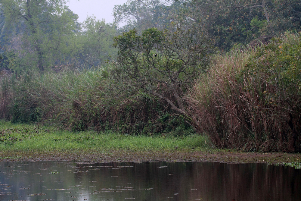 Know Thy Neighbours The spectacular Fishing Cat Last Wilderness